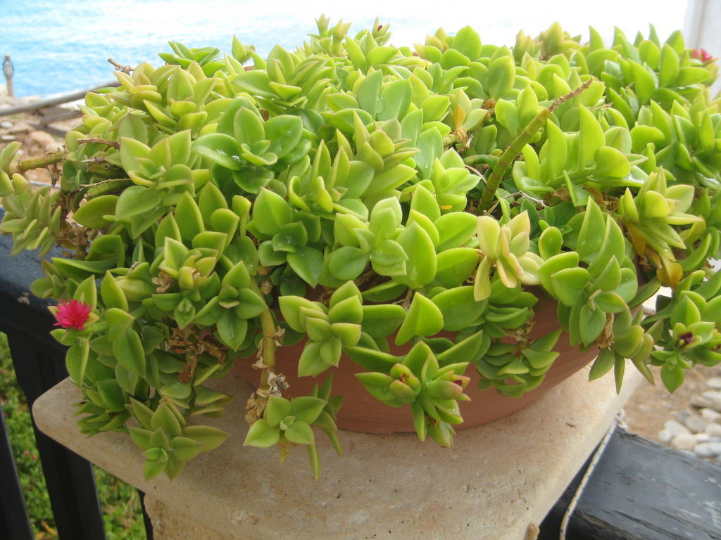 Coral Front Beach Káto Zákros Zewnętrze zdjęcie